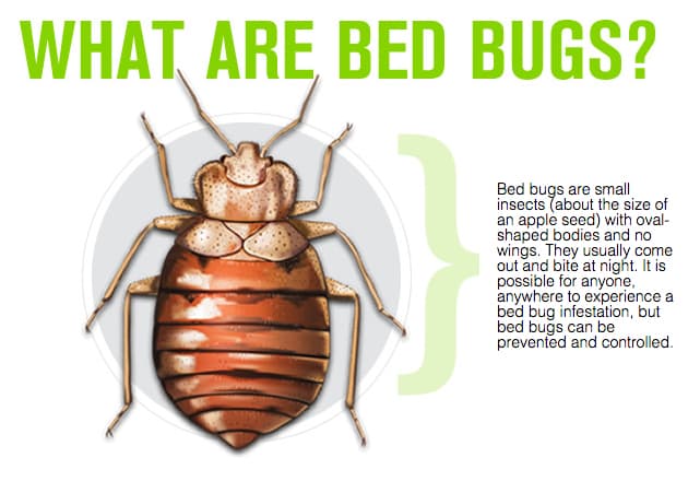 Bed-Bug